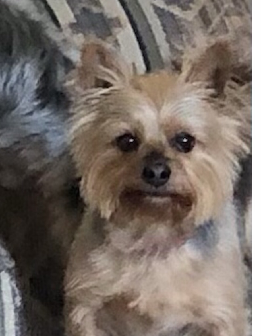 Image of D’Jhanae King, Lost Dog