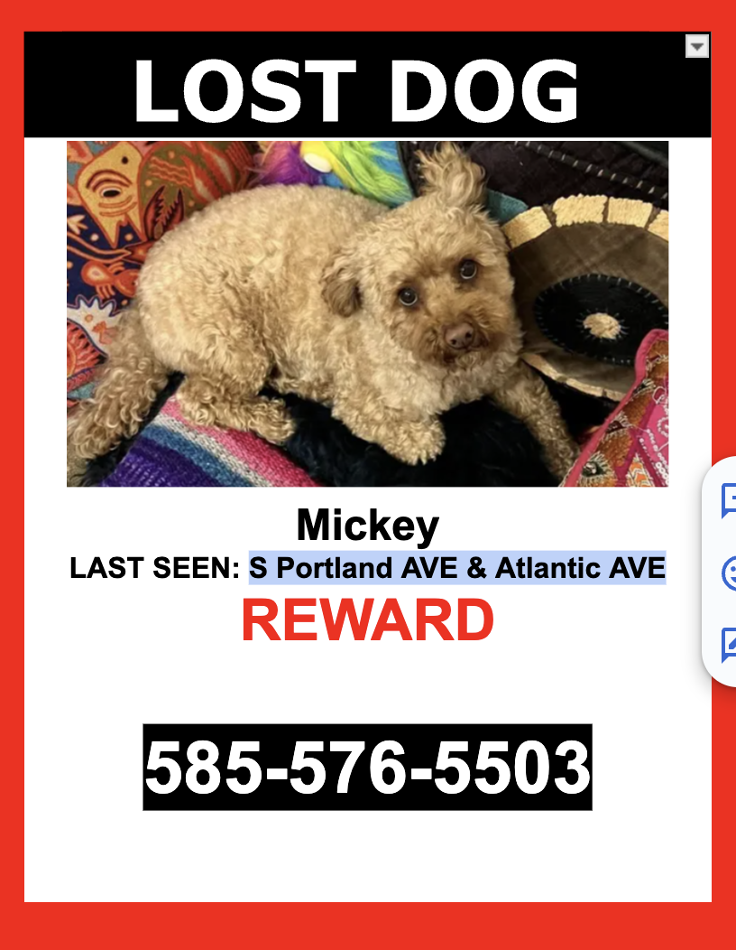 Image of Mickey, Lost Dog