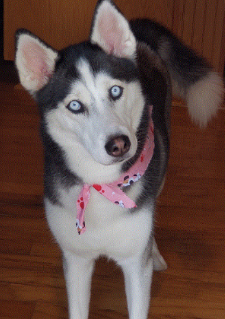 Image of Akira Dellutri, Lost Dog