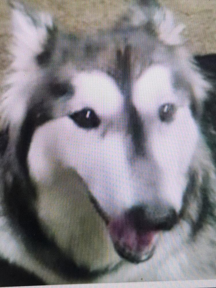 Image of Unknown, Lost Dog