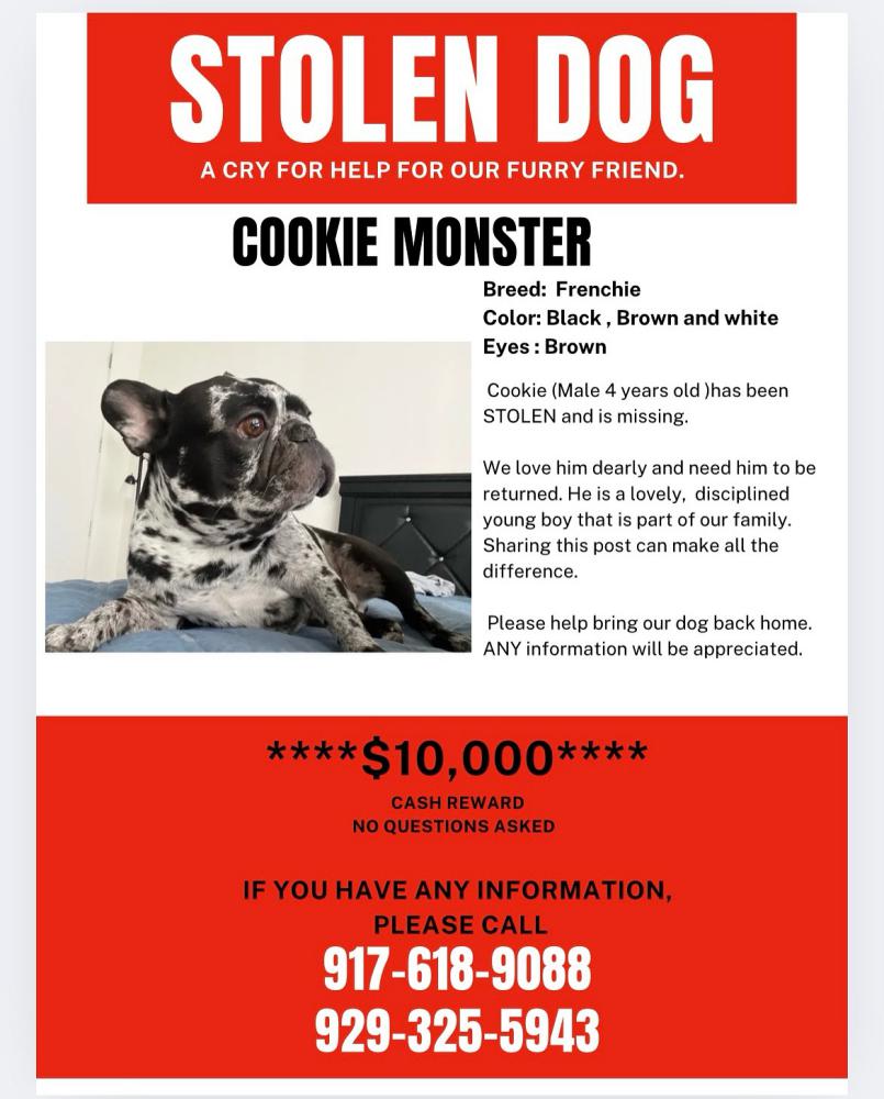 Image of Cookie, Lost Dog