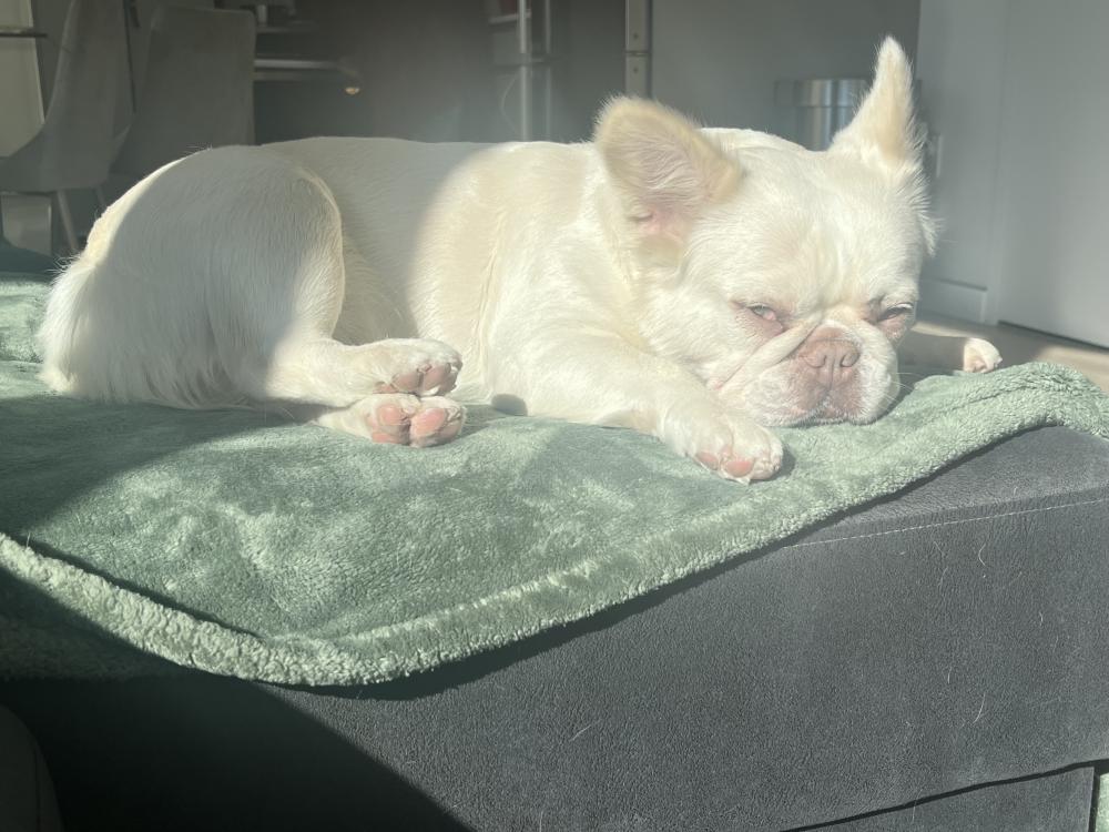 Image of Pinky, Lost Dog