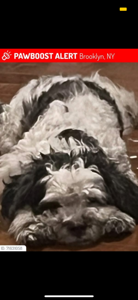 Image of TUCKIN, Lost Dog