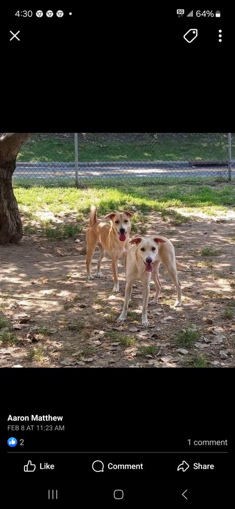 Image of Angela, Lost Dog