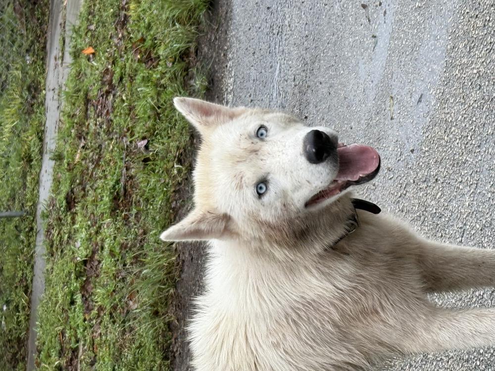 Image of Unknown, Found Dog