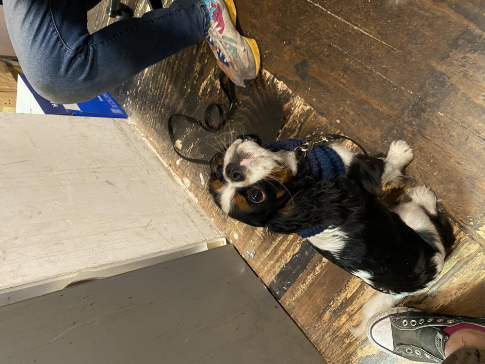 Image of Randy, Lost Dog