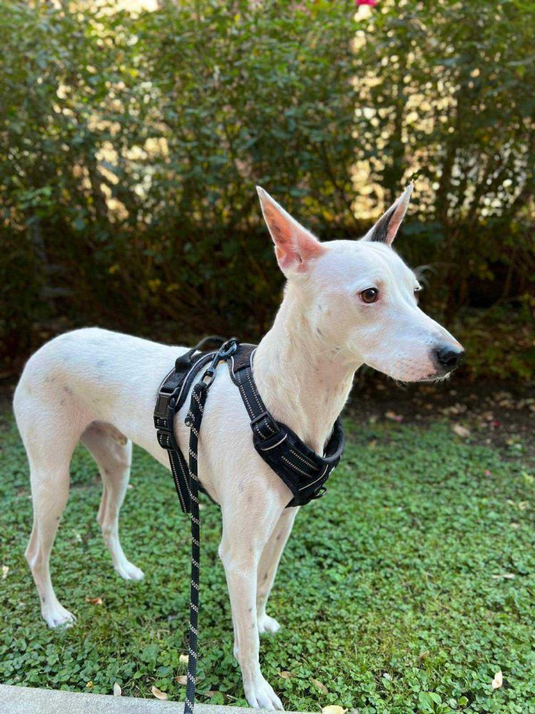 Image of Snowy, Lost Dog
