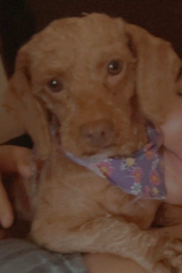 Image of Cloe, Lost Dog