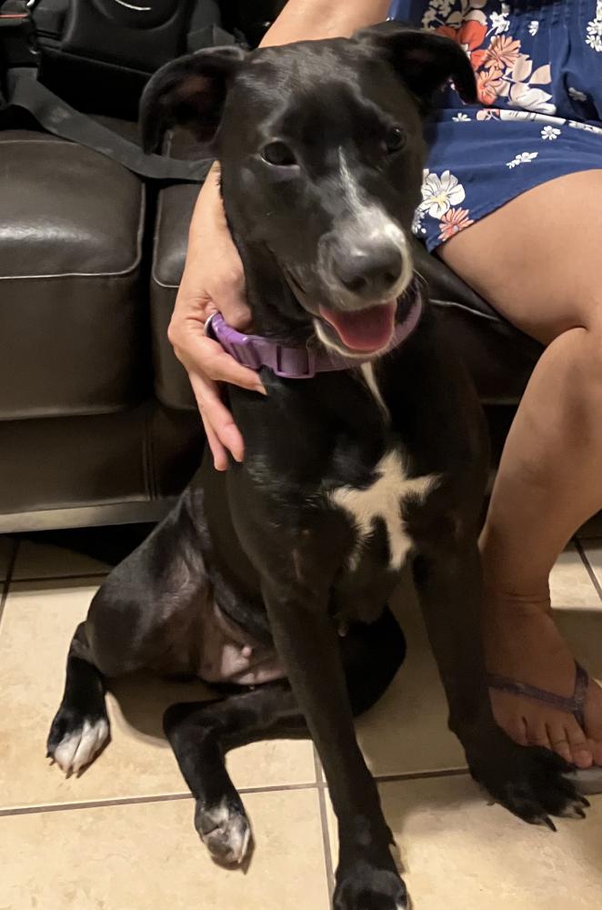 Image of unknown, Found Dog