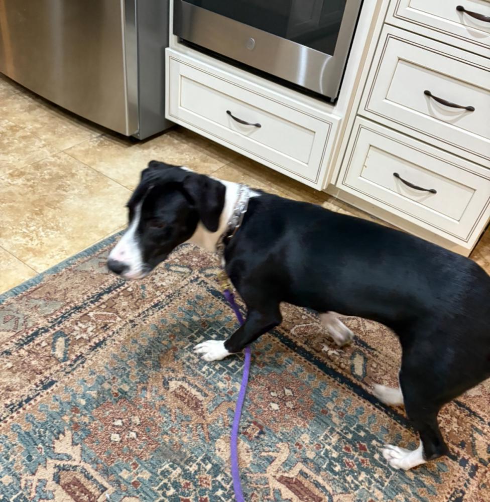 Image of Unknown, Found Dog