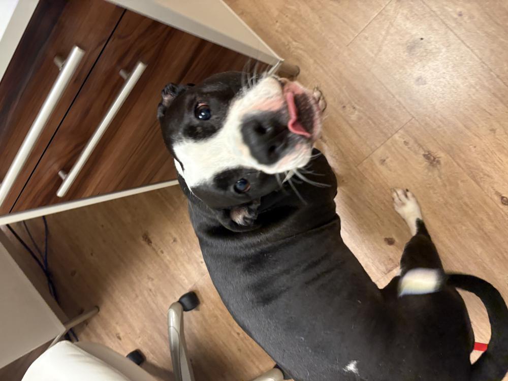 Image of Unknown, Found Dog