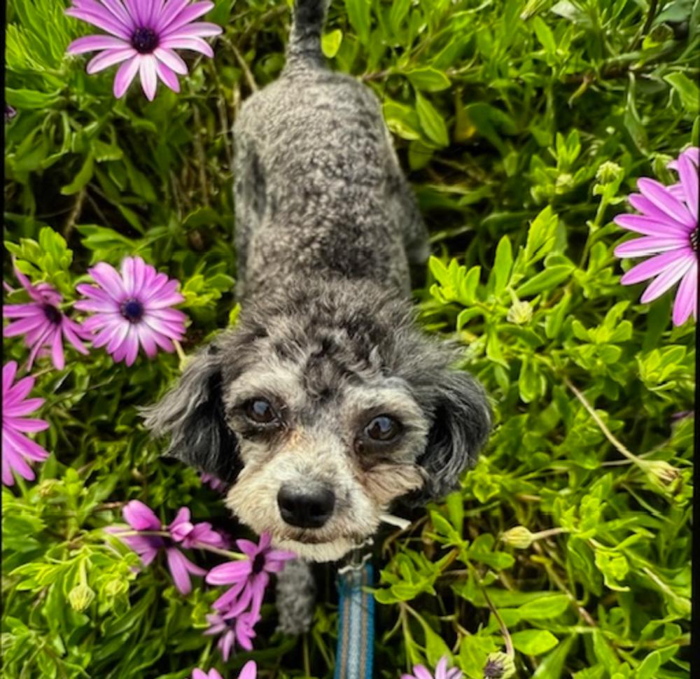 Image of Buddy, Lost Dog