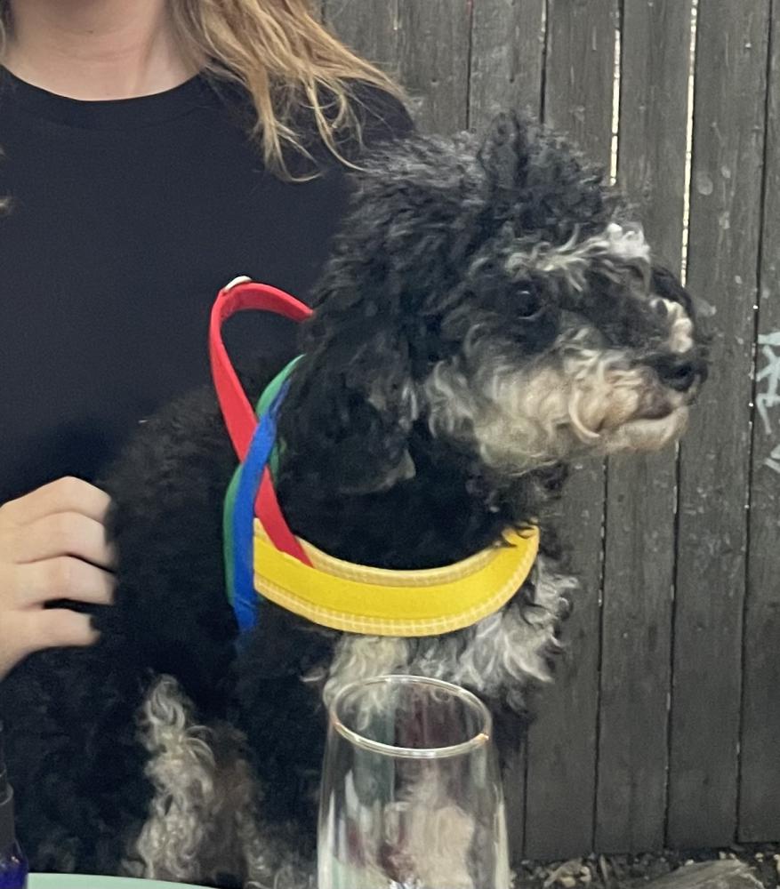 Image of Babygirl, Lost Dog