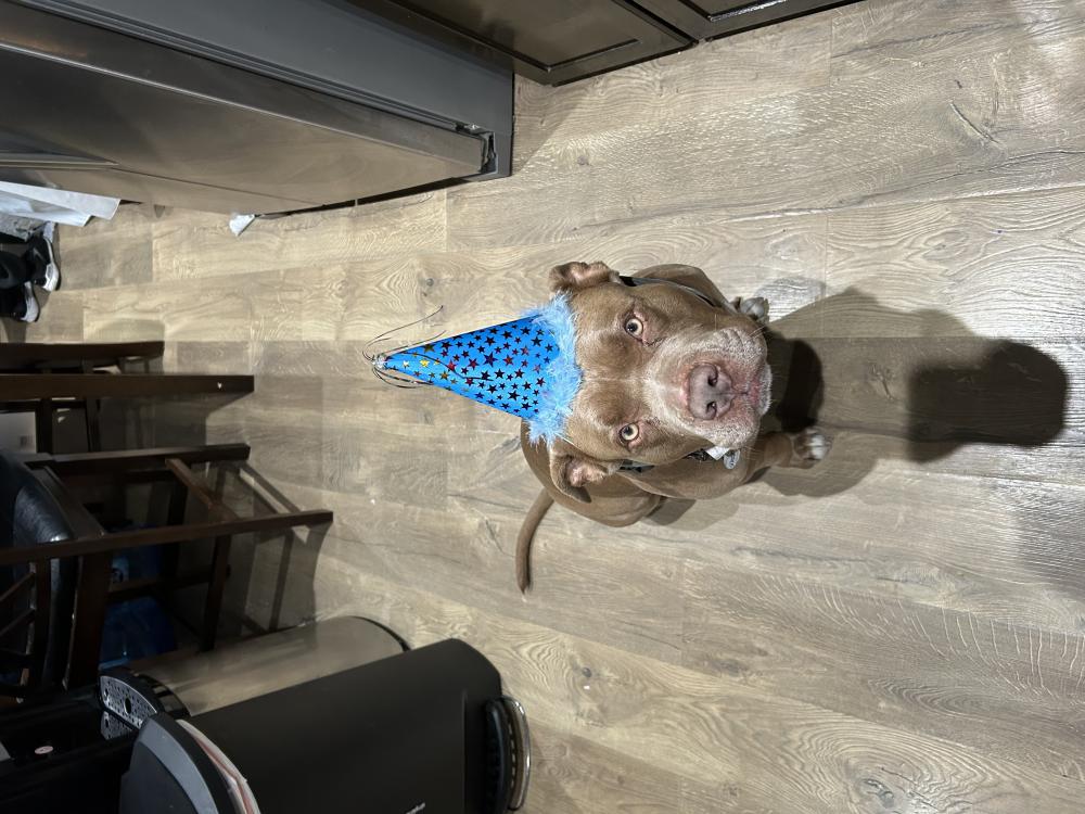 Image of Deebo, Lost Dog