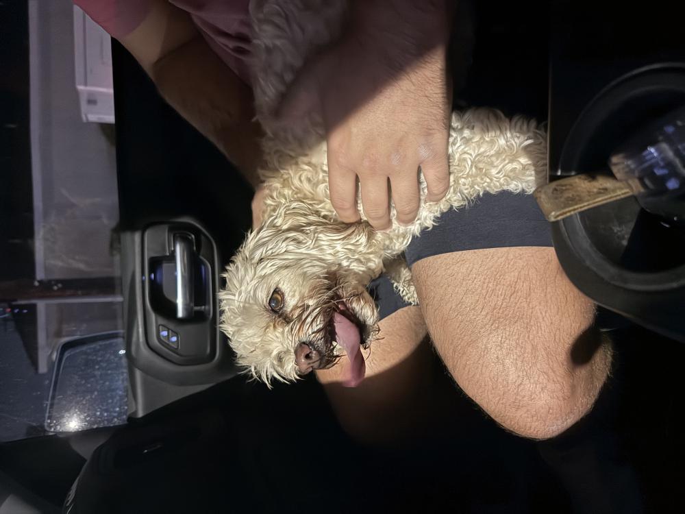 Image of Unknown, Found Dog