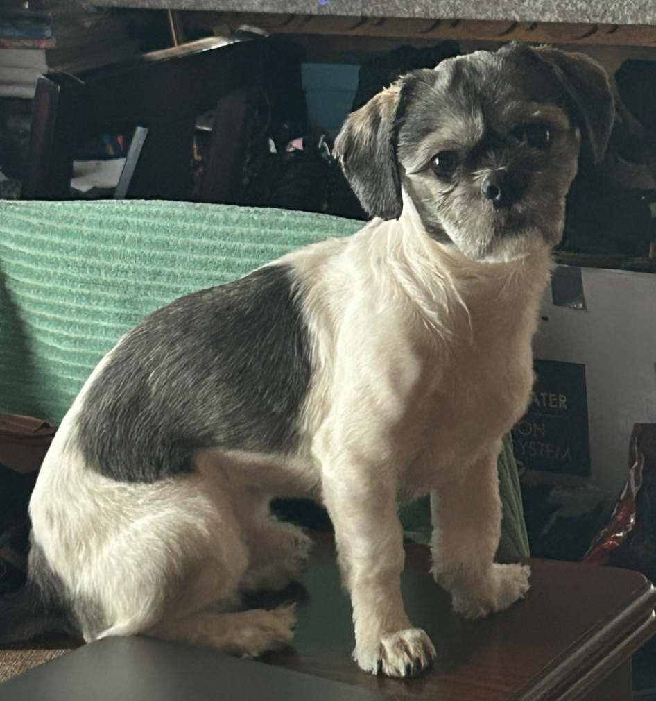 Image of Oreo, Lost Dog