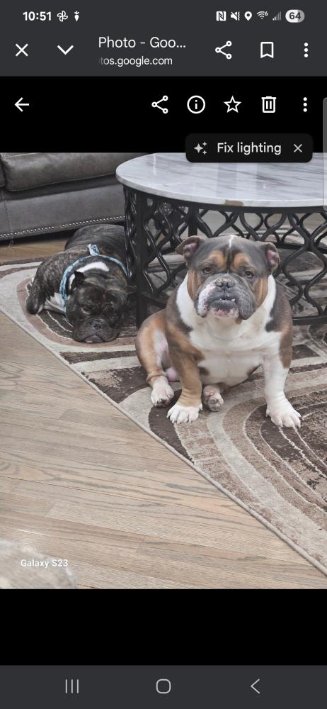 Image of Simba, Lost Dog