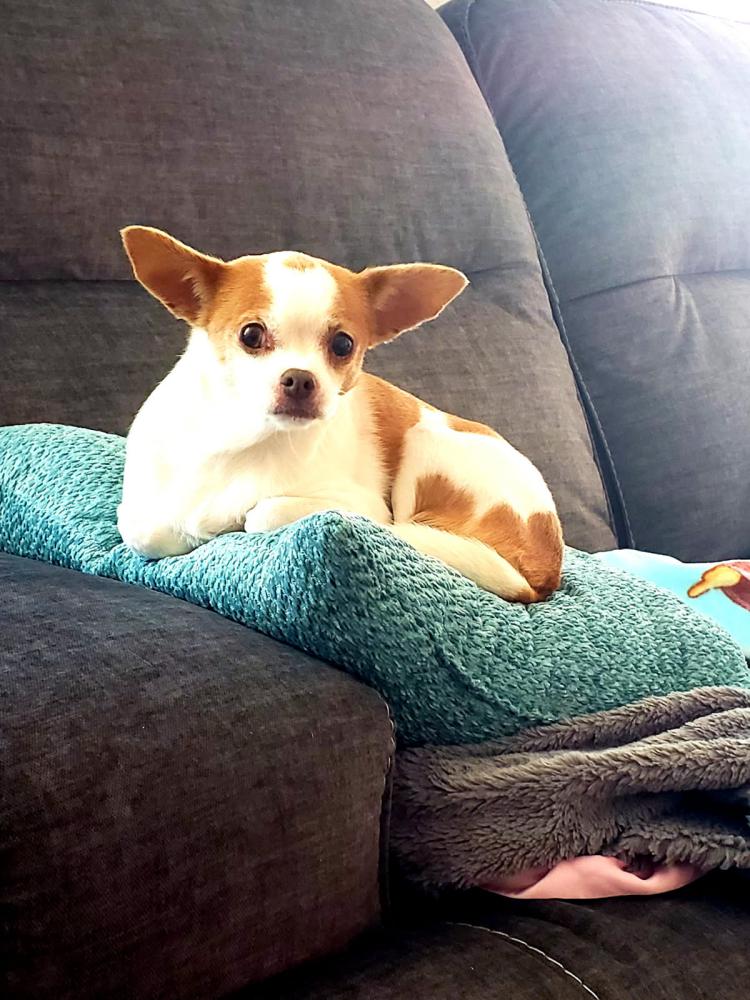 Image of Mollie, Lost Dog