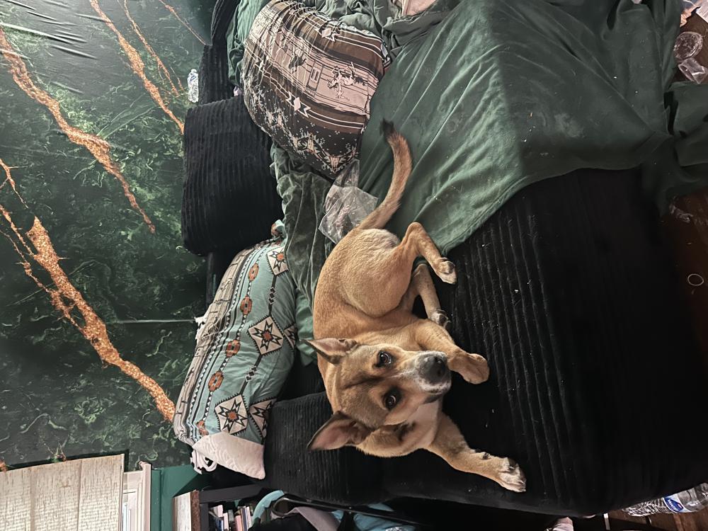 Image of Rocky, Lost Dog