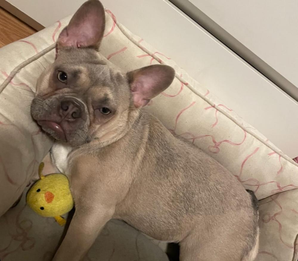 Image of Pepper, Lost Dog