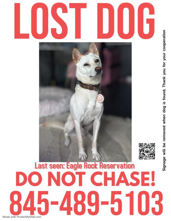 Image of Jin, Lost Dog