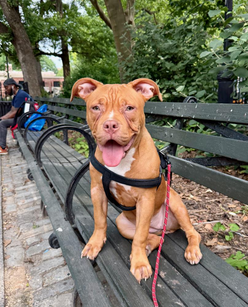 Image of Unknown, Lost Dog