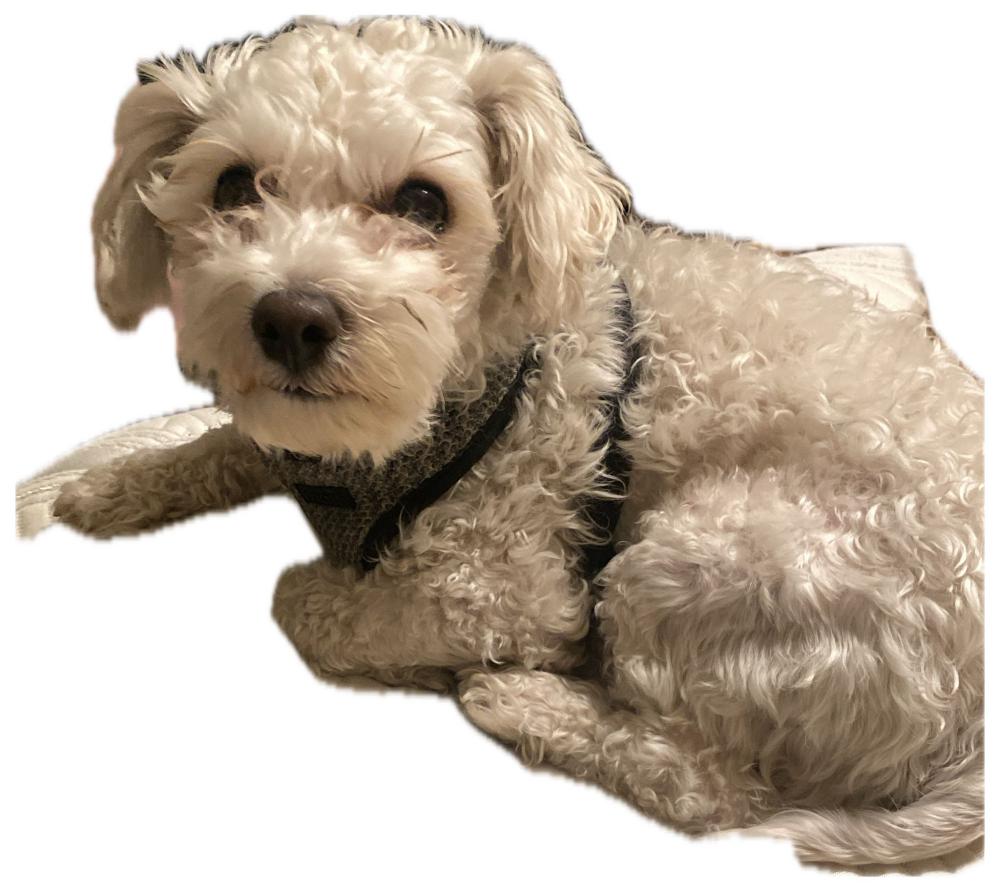 Image of Snoopy, Lost Dog