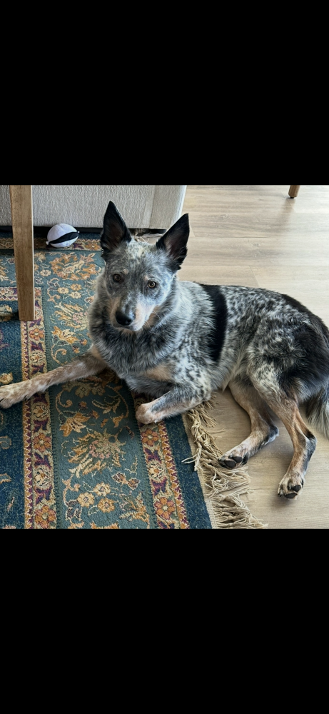Image of SHERLOCK, Lost Dog