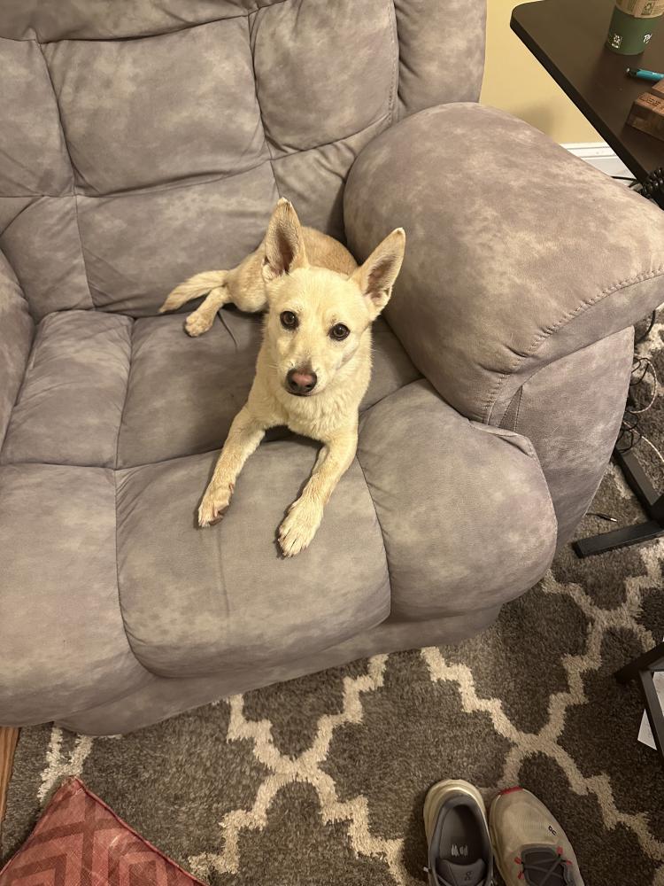 Image of unsure, Found Dog