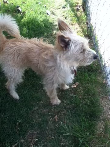 Image of Peanut, Lost Dog