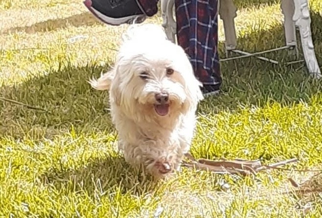 Image of Leonardo, Lost Dog
