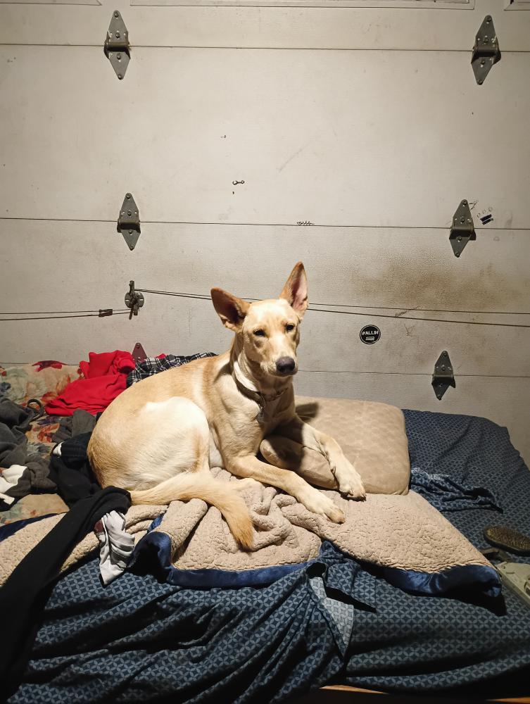 Image of Summer, Lost Dog