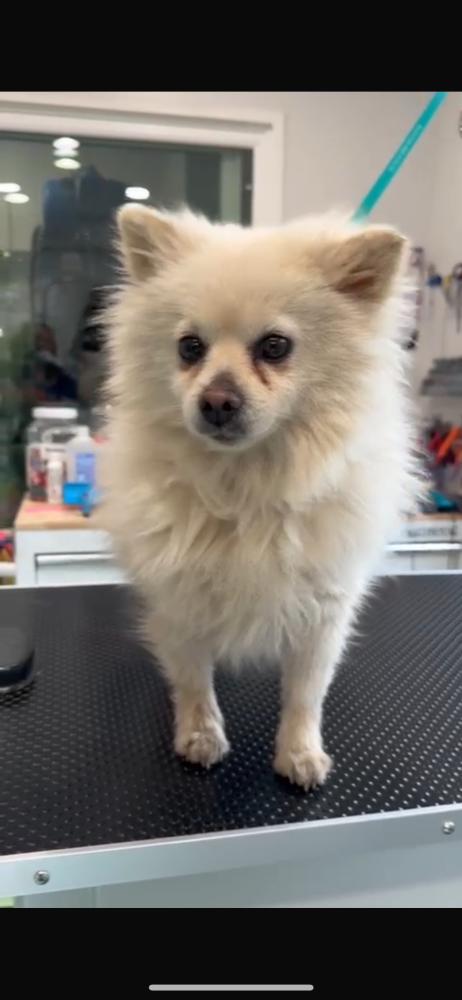 Image of Mía, Lost Dog