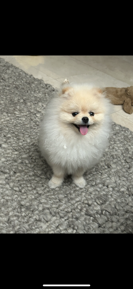 Image of Ricky, Lost Dog