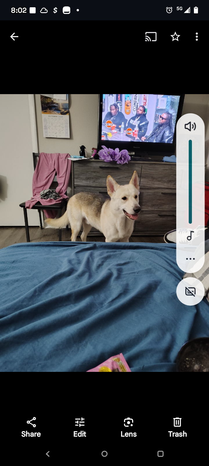 Image of Sniper, Lost Dog