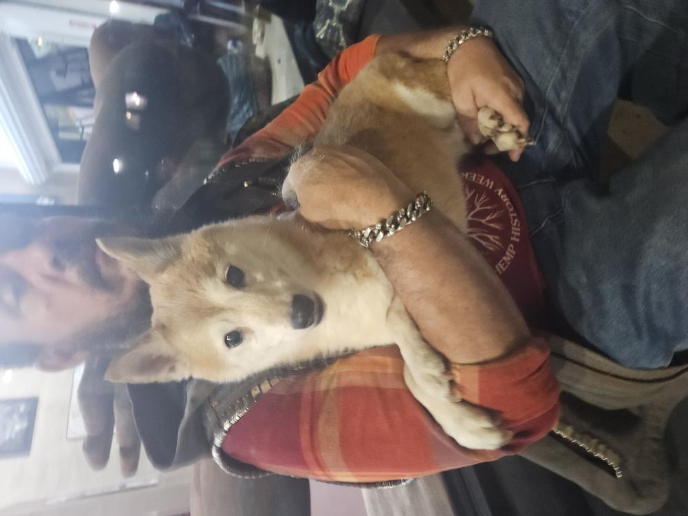 Image of Unknown, Found Dog