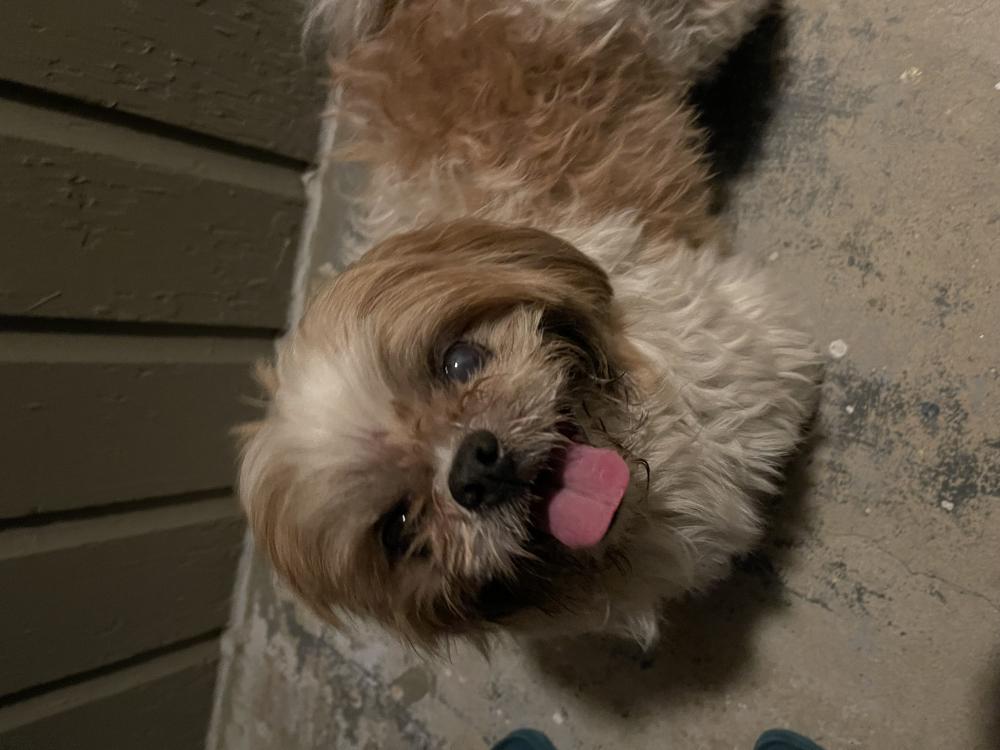 Image of Unknown, Found Dog