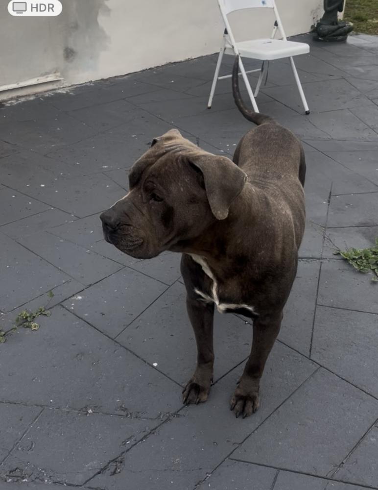 Image of Dito, Lost Dog