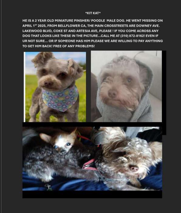 Image of Kitkat, Lost Dog