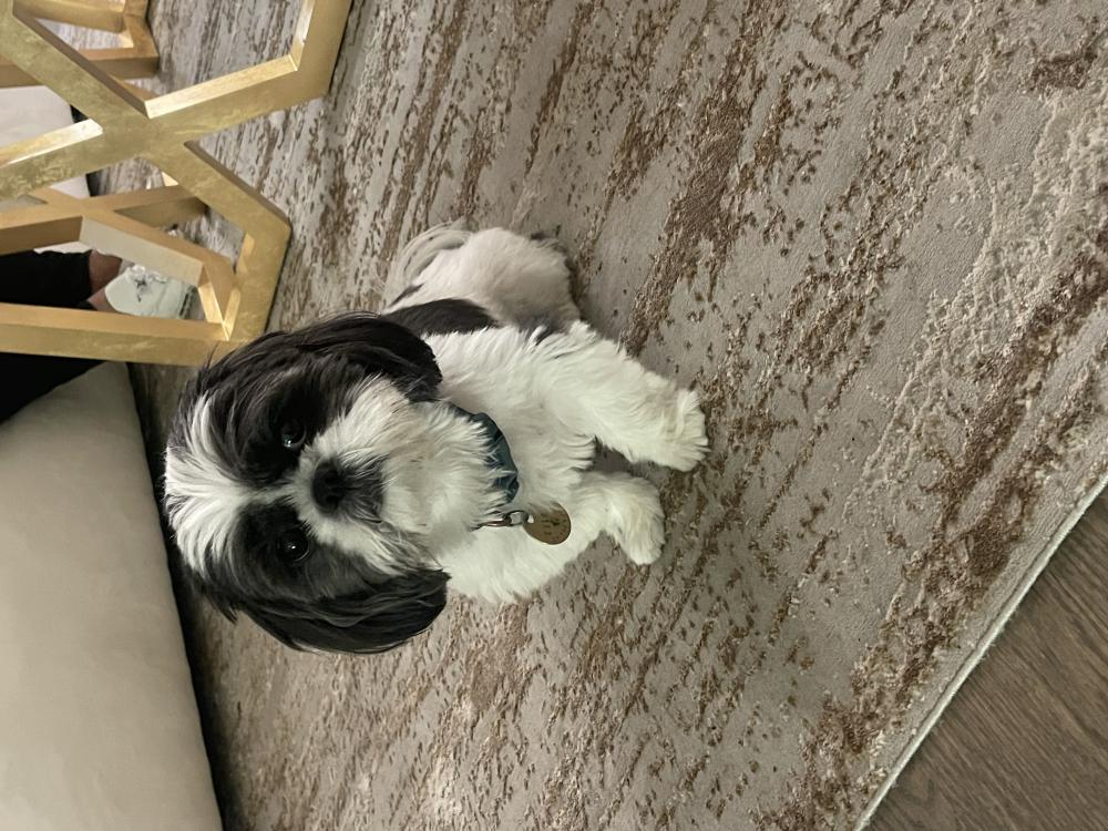 Image of Chloe, Lost Dog