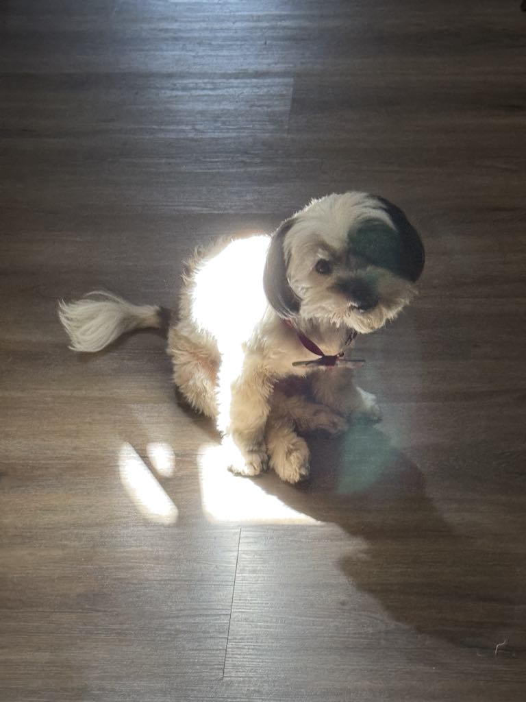 Image of Gigi, Lost Dog