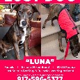 2nd Image of Luna, Lost Dog