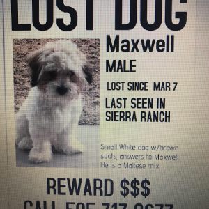 2nd Image of Maxwell, Lost Dog