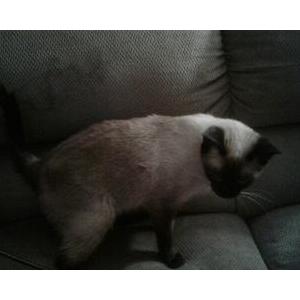 2nd Image of Jazmine, Lost Cat