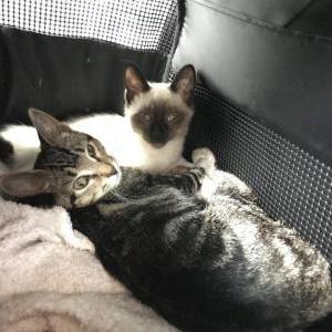 2nd Image of 2 Kittens, Lost Cat