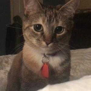 2nd Image of Phoebe, Lost Cat