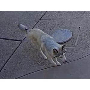 2nd Image of Zuni, Lost Dog