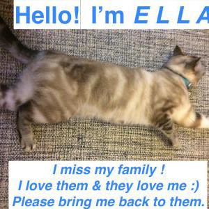 2nd Image of ELLA, Lost Cat