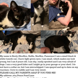 2nd Image of Neely/Tisha, Lost Cat