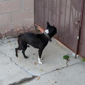 Found Dogs In Palmdale Ca Lost My Doggie